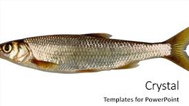  Presentation with white - Presentation design enhanced with common eurasian dace leuciscus leuciscus background and a white colored foreground