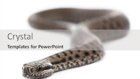  Presentation with european union law - PPT theme having common-european-adder-or-common background and a light gray colored foreground