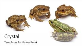  Presentation with frog - Audience pleasing PPT theme consisting of common european frog or edible frog rana kl esculenta facing common toads or european toads bufo bufo in front of white background backdrop and a white colored foreground