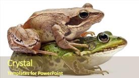  Presentation with frog - PPT theme enhanced with common european frog or edible frog rana esculenta and a moor frog rana arvalis in front of white background background and a tawny brown colored foreground