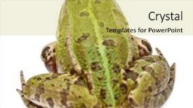  Presentation with frog - Amazing theme having common european frog or edible frog rana esculenta in front of white background backdrop and a yellow colored foreground
