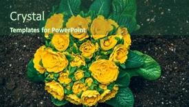  Presentation with soil - PPT theme enhanced with common-evening-primrose-oenothera-biennis background and a ocean colored foreground