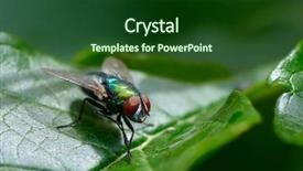  Presentation with green leaf - Colorful PPT theme enhanced with common fly on green leaf backdrop and a forest green colored foreground