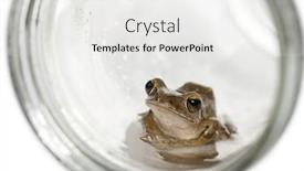  Presentation with frog - PPT theme enhanced with common frog in a glass background and a white colored foreground