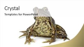  Presentation with frog - Slide set enhanced with common frog on white background background and a white colored foreground