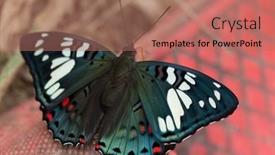  Presentation with shoes - Slides enhanced with common-gaudy-baron-euthalia-lubentina background and a coral colored foreground