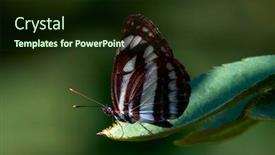  Presentation with glider - Amazing slides having common-glider-butterfly-resting backdrop and a tawny brown colored foreground