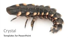  Presentation with worm - PPT layouts enhanced with common-glow-worm-of-europe background and a white colored foreground