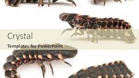  Presentation with worm - Slide deck consisting of common-glow-worm-of-europe background and a soft green colored foreground