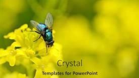  Presentation with fly - Cool new slide set with common-green-bottle-fly-lucilia backdrop and a gold colored foreground