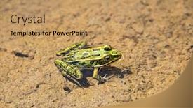  Presentation with frog - Cool new PPT layouts with common-green-frog-in-water backdrop and a coral colored foreground