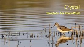  Presentation with czech republic - Colorful PPT theme enhanced with common-greenshank-tringa-nebularia-dehtar backdrop and a violet colored foreground
