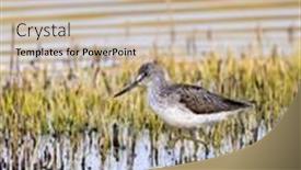  Presentation with czech republic - Audience pleasing slide set consisting of common-greenshank-tringa-nebularia-dehtar backdrop and a  colored foreground