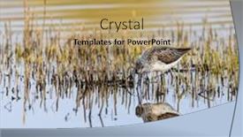  Presentation with czech republic - Slide set having common-greenshank-tringa-nebularia-dehtar background and a  colored foreground