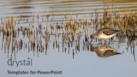  Presentation with common cold cough - Slide set featuring common-greenshank-tringa-nebularia-dehtar background and a  colored foreground