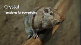  Presentation with animal - Amazing PPT layouts having common gundi ctenodactylus gundi wild backdrop and a tawny brown colored foreground