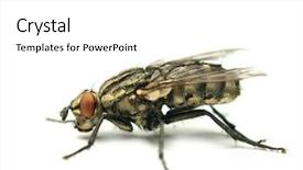  Presentation with white house - Colorful presentation enhanced with common house fly isolated backdrop and a white colored foreground