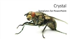 Presentation with white house - Audience pleasing presentation theme consisting of common house fly isolated backdrop and a white colored foreground