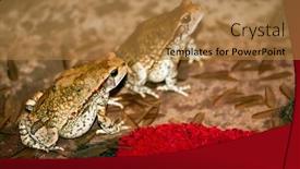  Presentation with frogs - Slide deck featuring common-house-frogs-eating-flying background and a coral colored foreground