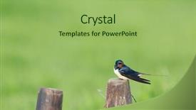  Presentation with house - Presentation design enhanced with common-house-martin-on-wooden background and a mint green colored foreground