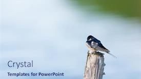  Presentation with pole - Slide deck consisting of common-house-martin-on-wooden background and a sky blue colored foreground