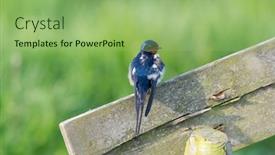  Presentation with house - Beautiful theme featuring common-house-martin-on-wooden backdrop and a seafoam green colored foreground