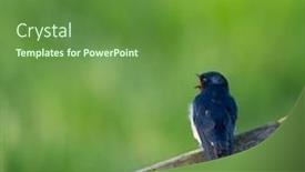  Presentation with house - Beautiful PPT theme featuring common-house-martin-on-wooden backdrop and a tawny brown colored foreground