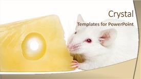  Presentation with white house - PPT layouts having common house mouse eating cheese background and a cream colored foreground
