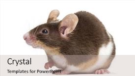 Presentation with white house - Slide deck enhanced with common house mouse mus musculus background and a mint green colored foreground