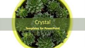  Presentation with white green - Audience pleasing presentation design consisting of common-houseleek-or-sempervivum backdrop and a tawny brown colored foreground