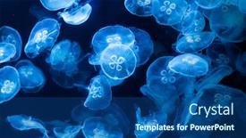  Presentation with jellyfish - Slide deck having common jellyfish in aquarium lit background and a ocean colored foreground