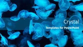  Presentation with jellyfish - Audience pleasing PPT theme consisting of common jellyfish in aquarium lit backdrop and a ocean colored foreground