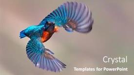  Presentation with alcedo - Colorful slide set enhanced with common-kingfisher-alcedo-atthis-danube backdrop and a gray colored foreground