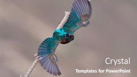  Presentation with alcedo - PPT theme having common-kingfisher-alcedo-atthis-delta background and a gray colored foreground