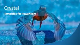  Presentation with alcedo - Presentation theme consisting of common-kingfisher-alcedo-atthis-delta background and a teal colored foreground