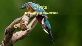  Presentation with alcedo - Audience pleasing slides consisting of common-kingfisher-alcedo-atthis-eurasian backdrop and a tawny brown colored foreground