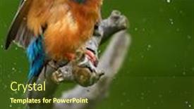  Presentation with alcedo - Theme featuring common-kingfisher-alcedo-atthis-eurasian background and a tawny brown colored foreground