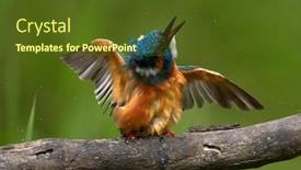  Presentation with alcedo - Theme with common-kingfisher-alcedo-atthis-eurasian background and a tawny brown colored foreground