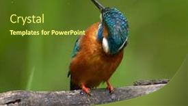  Presentation with alcedo - Audience pleasing slides consisting of common-kingfisher-alcedo-atthis-eurasian backdrop and a tawny brown colored foreground