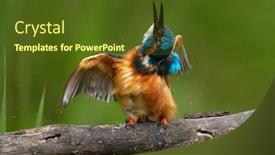  Presentation with alcedo - Theme featuring common-kingfisher-alcedo-atthis-eurasian background and a tawny brown colored foreground