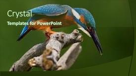  Presentation with alcedo - Slides enhanced with common-kingfisher-alcedo-atthis-eurasian background and a tawny brown colored foreground