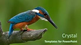  Presentation with alcedo - Amazing theme having common-kingfisher-alcedo-atthis-eurasian backdrop and a tawny brown colored foreground