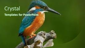  Presentation with alcedo - Slide deck featuring common-kingfisher-alcedo-atthis-eurasian background and a tawny brown colored foreground