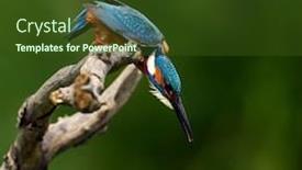  Presentation with alcedo - Amazing slide set having common-kingfisher-alcedo-atthis-eurasian backdrop and a tawny brown colored foreground