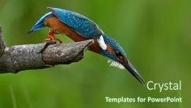  Presentation with alcedo - Presentation design consisting of common-kingfisher-alcedo-atthis-eurasian background and a tawny brown colored foreground