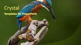  Presentation with alcedo - Slide set with common-kingfisher-alcedo-atthis-eurasian background and a tawny brown colored foreground