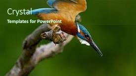  Presentation with alcedo - Colorful presentation design enhanced with common-kingfisher-alcedo-atthis-eurasian backdrop and a tawny brown colored foreground