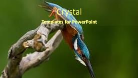  Presentation with alcedo - Slide set having common-kingfisher-alcedo-atthis-eurasian background and a tawny brown colored foreground