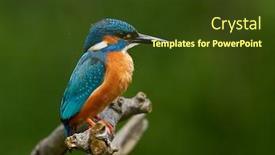  Presentation with alcedo - Slide deck with common-kingfisher-alcedo-atthis-eurasian background and a tawny brown colored foreground