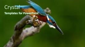  Presentation with alcedo - Audience pleasing slide deck consisting of common-kingfisher-alcedo-atthis-eurasian backdrop and a tawny brown colored foreground